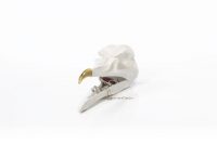 NAM-00085-bridskull-prodcut-white-jewellery-01